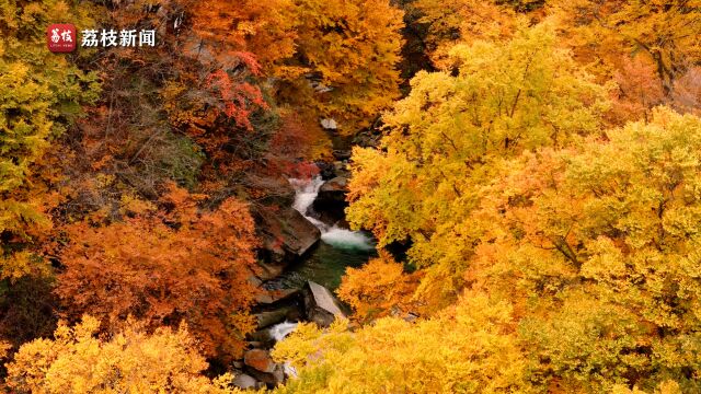 万顷红叶舞秋风!四川巴中光雾山红叶潭水相映成趣