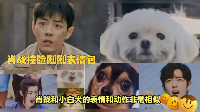 肖战撞脸狗狗表情包