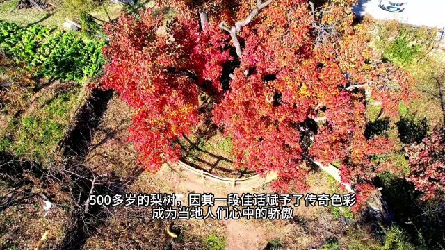 辽宁朝阳30米高梨树满身风姿,全貌之美世界动容