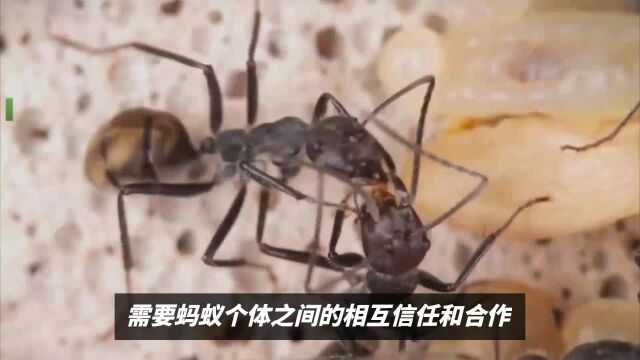 蚂蚁如何组成“活体桥”?揭秘这种集体行为背后的秘密!