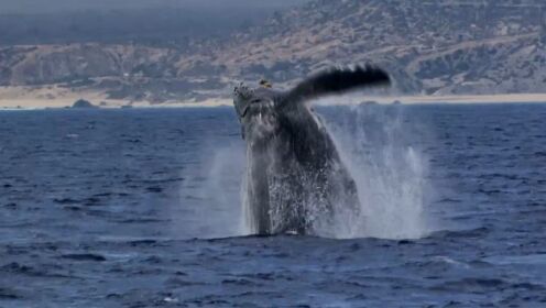 座头鲸在海底吟唱歌声曼妙！动物世界中最美妙的歌声之一！
