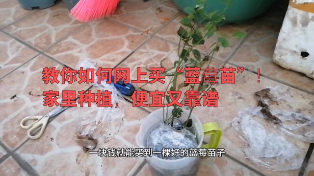 教你如何网上买“蓝莓苗”!家里种植,便宜靠谱