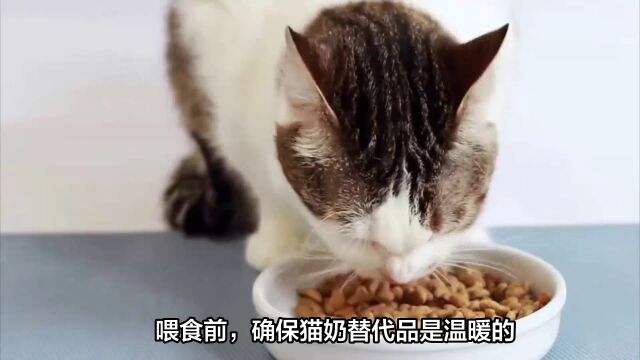 一个月大的猫咪该如何喂养!