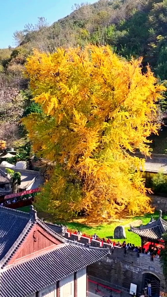 西安古寺银杏树图片