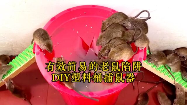 有效简易的老鼠陷阱,DIY塑料桶捕鼠器