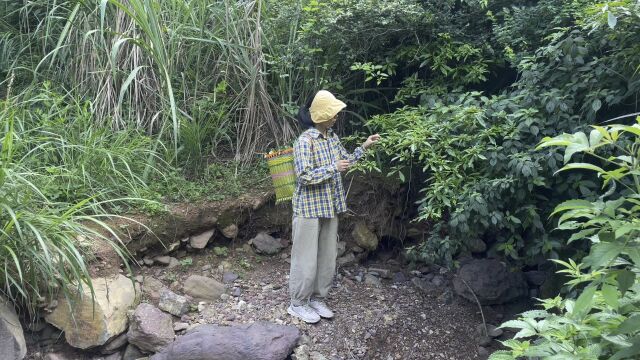 今天上山采点野胡椒回来做道水煮鱼