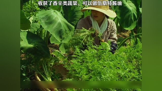 收获了香辛类蔬菜,可以做伍斯特酱油 #小森林 #我的观影报告 #在家做美食 #治愈系美食 #治愈