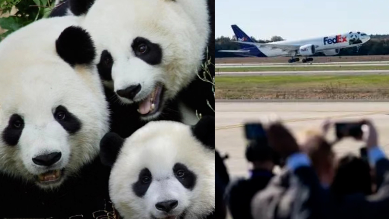 旅美大熊猫"美香"一家三口启程回国