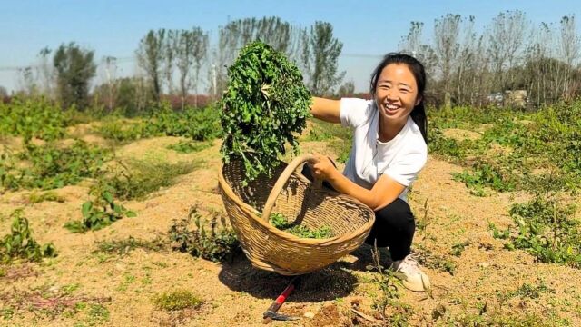 跟着老妈上地挖荠荠菜,没想到有这么多,一片连一片挖着真过瘾