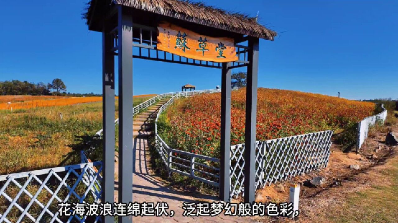 南京大塘金香草谷花海 人在花中游 心随景如画