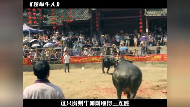 中国最后的斗牛王!广西独峒斗牛真实场景,现场观众人山人海#斗牛 #广西 #传统文化 #文化节 #真实 #纪录片