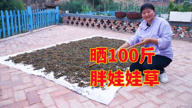 菜园里挖了近100斤胖娃娃草,听说这种野菜很有用,你吃过吗?