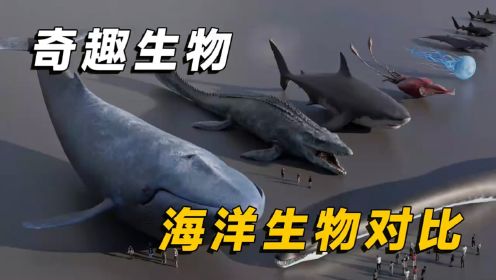 3D动画演示，带你了解海洋生物的极限体型#涨知识 #海洋生物 #史前巨兽