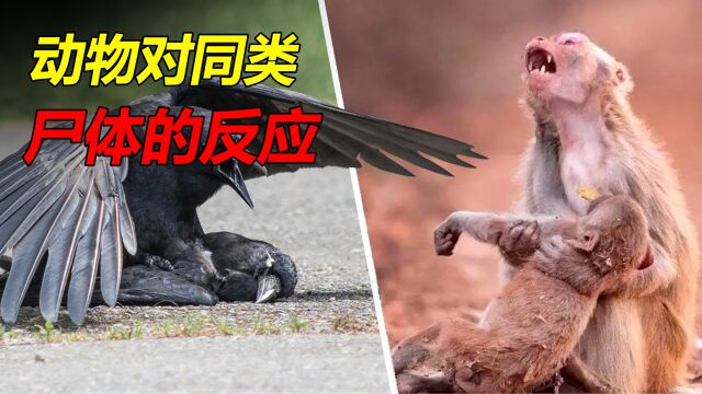 看到同类尸体,动物会有什么反应呢?盘点7种动物的死亡告别方式