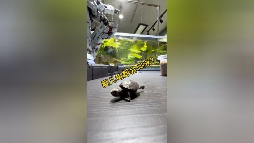 新仰泳龟婴儿~_高清1080P在线观看平台_腾讯视频