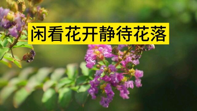 闲看花开静待花落