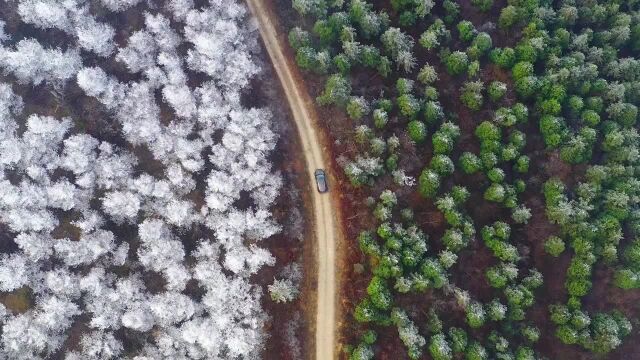 宁波四明山森林公园山路两旁一青二白