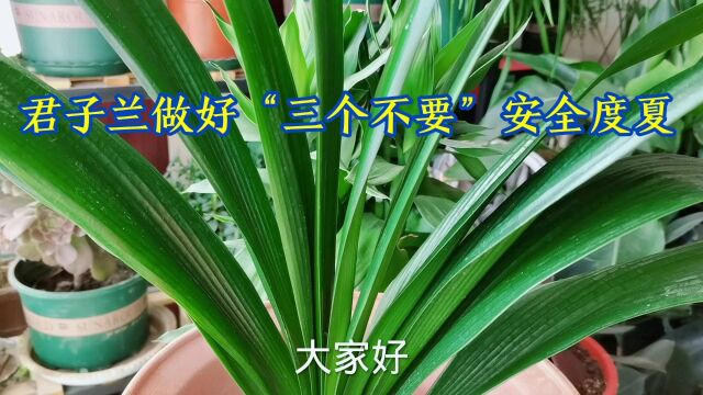 君子兰做好“三个不要”安全度夏