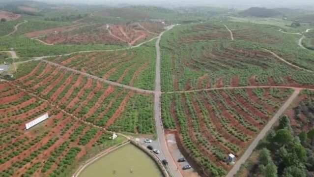 (祁阳山水好 茶油格外香):持续加强基地建设 推动油茶产业高质量发展