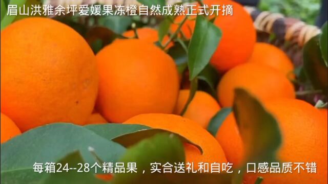 爱媛果冻橙自然成熟正式开摘,品质品证