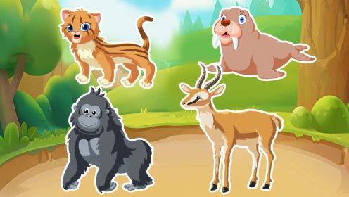 宝宝早教动画：认识动物猞猁，豺，斑马，棕熊