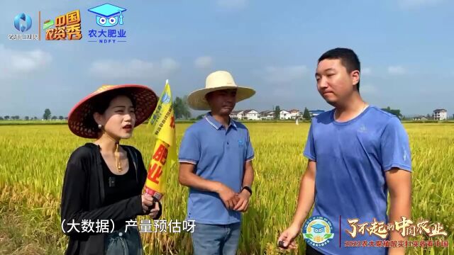 了不起的中国农业2023农大腐植酸水稻实打实收看中国:农大大数据APP,专业解决种地难题!