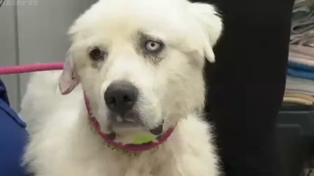 大白熊单挑狼群,1v11大胜归来狗大白熊比利牛斯山犬牧羊犬宠物故事宠物科普宠物知识