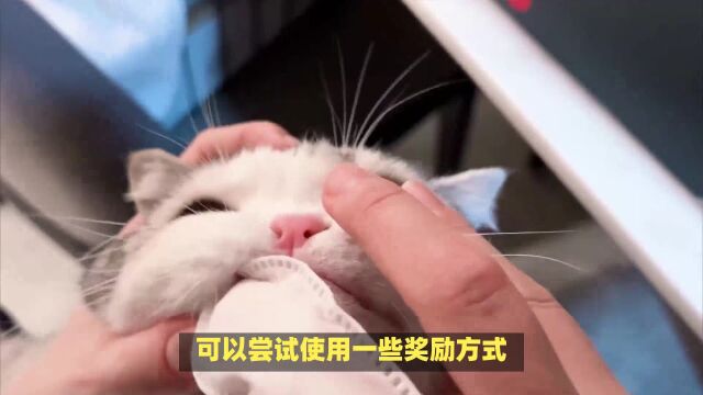 猫咪口腔健康全攻略