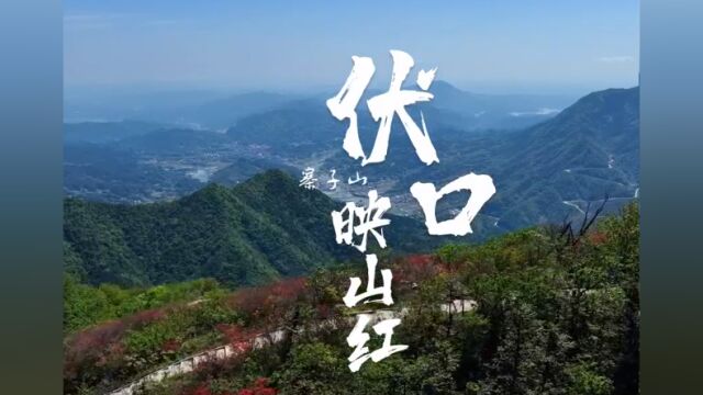 红视频|伏口映山红