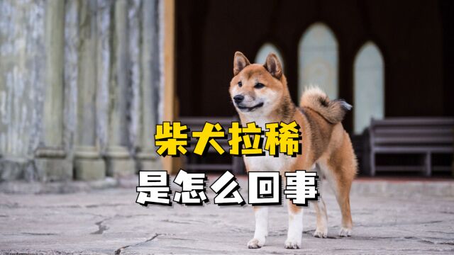 柴犬拉稀是怎么回事?