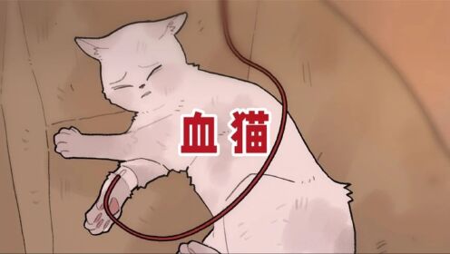你听说过血猫吗?拯救生命从来不是以命换命!_高清1080P在线观看平台_腾讯视频