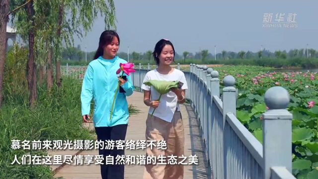 河北廊坊:湿地生态美 水鸟舞翩跹