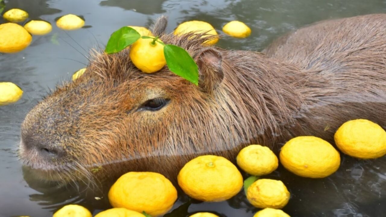 水豚泡澡!日本动物园延续冬季传统活动
