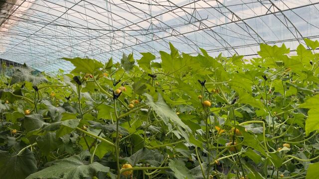 视频|洪水退后生产继续,实探房山窦店蔬菜大棚