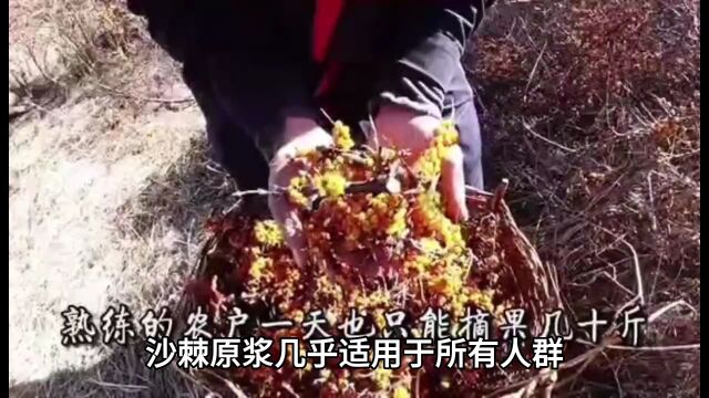 沙棘原浆的神奇功效与广泛适用范围