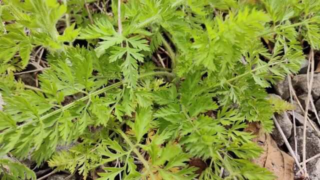 野胡萝卜是胡萝卜的祖先,它和著名本草植物蛇床子外形很像#野生植物 #野菜 #野胡萝卜 #胡萝卜 #春天的味道.