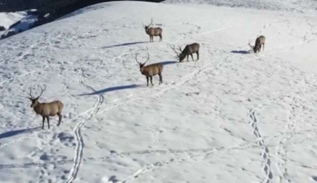 新疆昌吉,野生天山马鹿现身南部山区