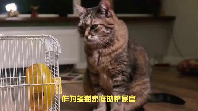 猫罐头哪个牌子好?口碑好的十大猫罐头牌子分享