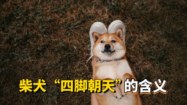 柴犬“四脚朝天”,原来有这些意思