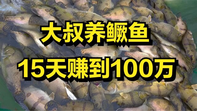 大叔靠一个绝招养鳜鱼,仅仅只用15天,就赚到100万元!