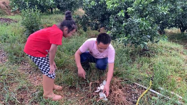 果园路边发现一丛的毒蘑菇,很多人不认识,拍给大家看一下