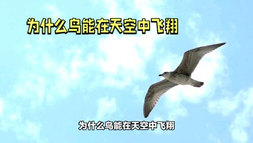 为什么鸟能在天空中飞翔