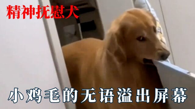 怎么会有精神抚慰犬这样安慰人啊!双腿锤爆主人,无语溢出屏幕