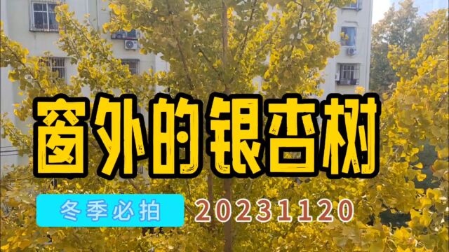 冬季必拍:窗外的银杏树20231120