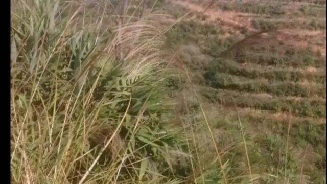 藤县谷山千亩茶海,群山叠翠,古藤州八景之一