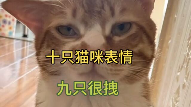 十只猫咪表情 九只很拽