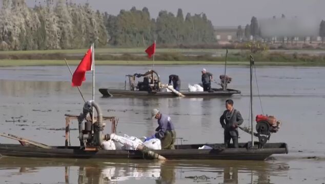 江西余干:水美芡实香,万亩芡实采收忙