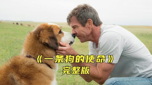 狗狗经过几世轮回，只为找到最初的主人《一条狗的使命》