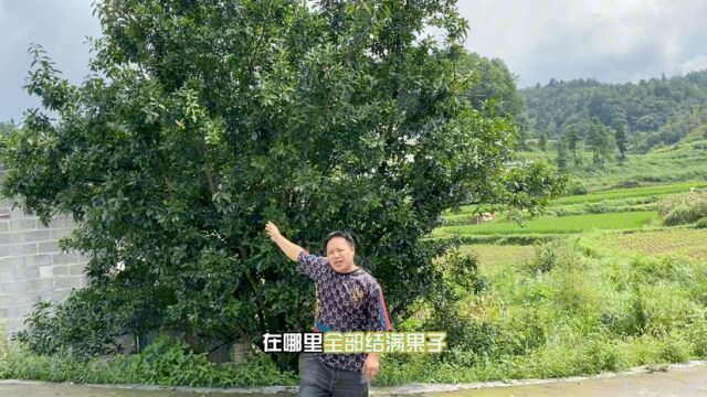 这颗树到底有什么神奇之处,导致一到冬天方圆百里的人都来看热闹