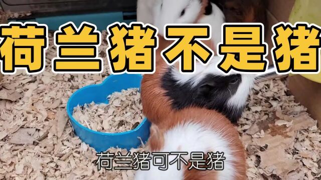 买宠物遇到的尴尬,荷兰猪不是猪!你知道吗?